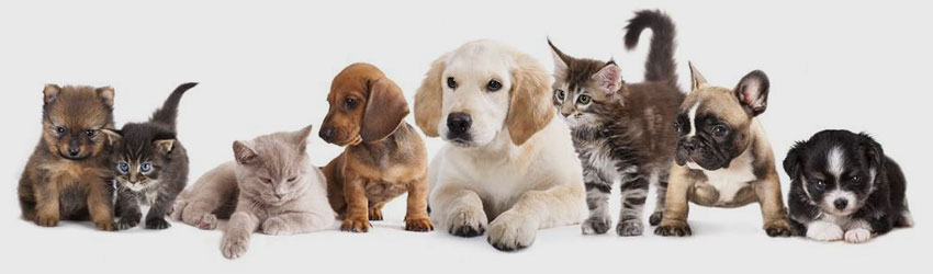 animal dogs 2 Copy animal dogs 2 Copy