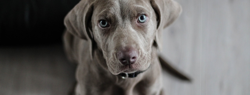 donate phone help animals dogs